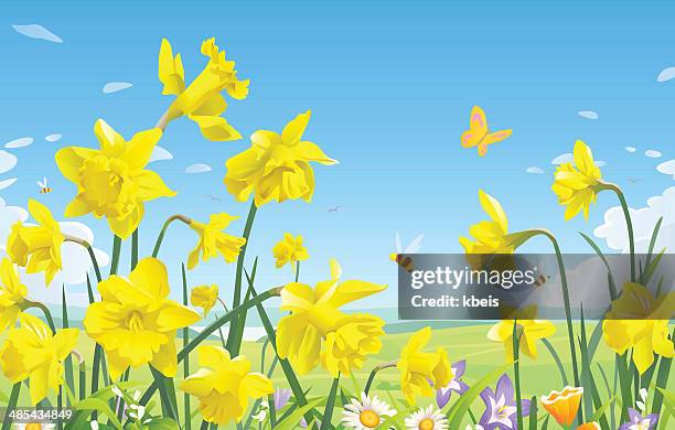 daffodils - daffodil field stock illustrations