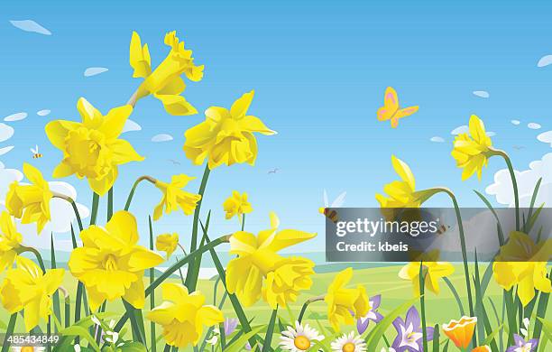 daffodils - daffodil stock illustrations