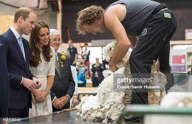 Catherine, Duchess of Cambridge and Prince William, Duke of Cambridge watch a sheep shearing demonstration as they visit the Sydney Royal Easter Show...