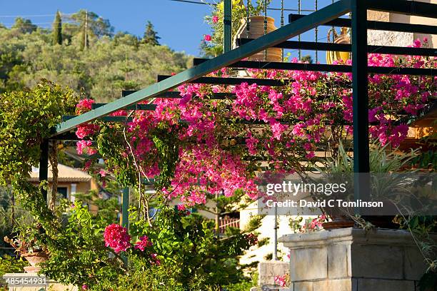 colourful bougainvillea, loggos, paxos, greece - longos stock pictures, royalty-free photos & images