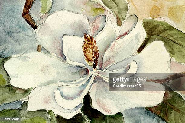 art: magnolia flower watercolor painting - magnolia stock illustrations