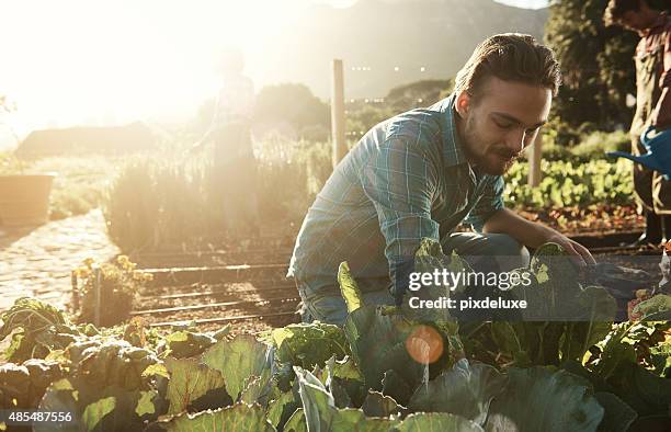 la coltivazione dei propri vale lo sforzo - orto foto e immagini stock