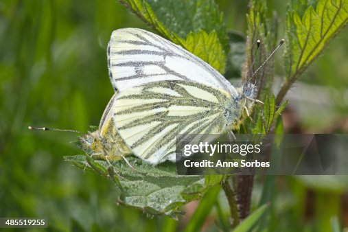Pieris napi Pieris napi