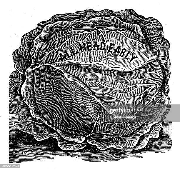 antique illustration of "all head early" cabbage - cabbage flower stock illustrations