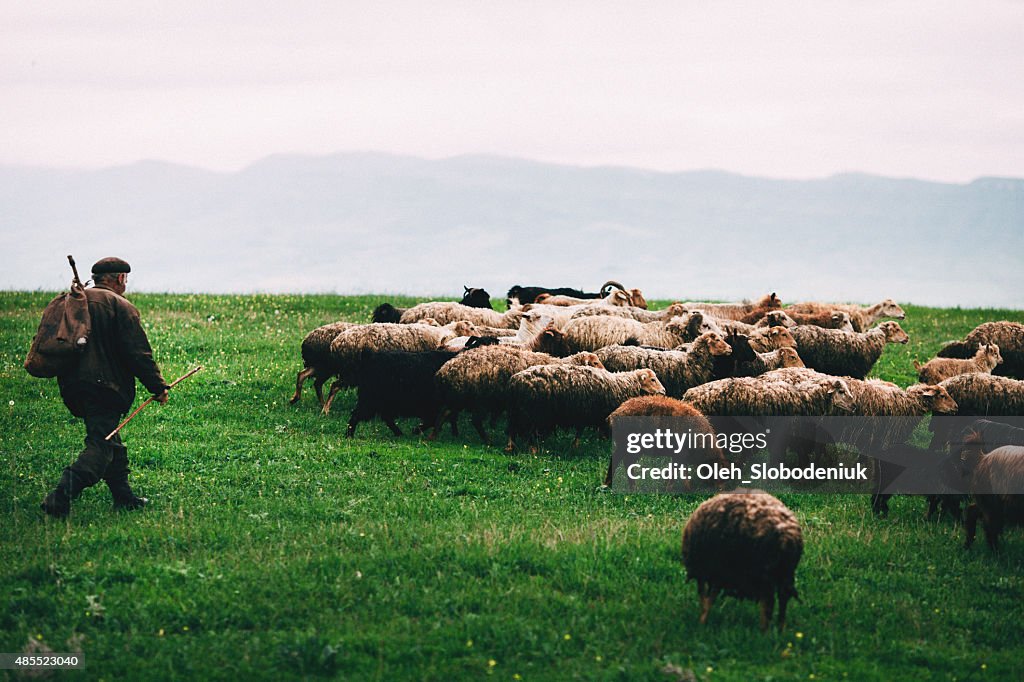 Sheep in mountains