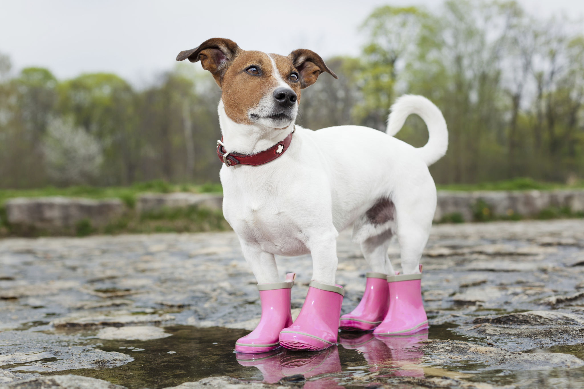 dog boots