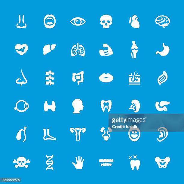 internal organ anatomy vector icons set - human tongue stock illustrations