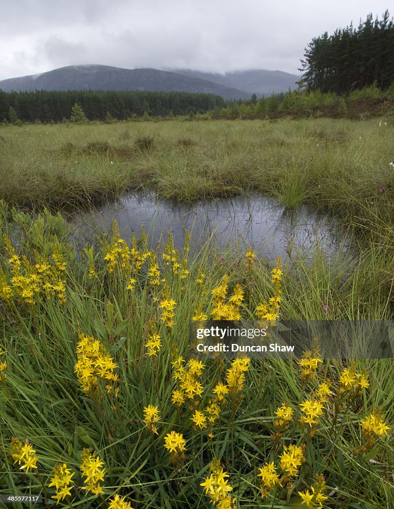 Bog Asphodel