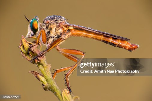 A tiny Robber Fly taking a sunbath A tiny Robber Fly taking a sunbath