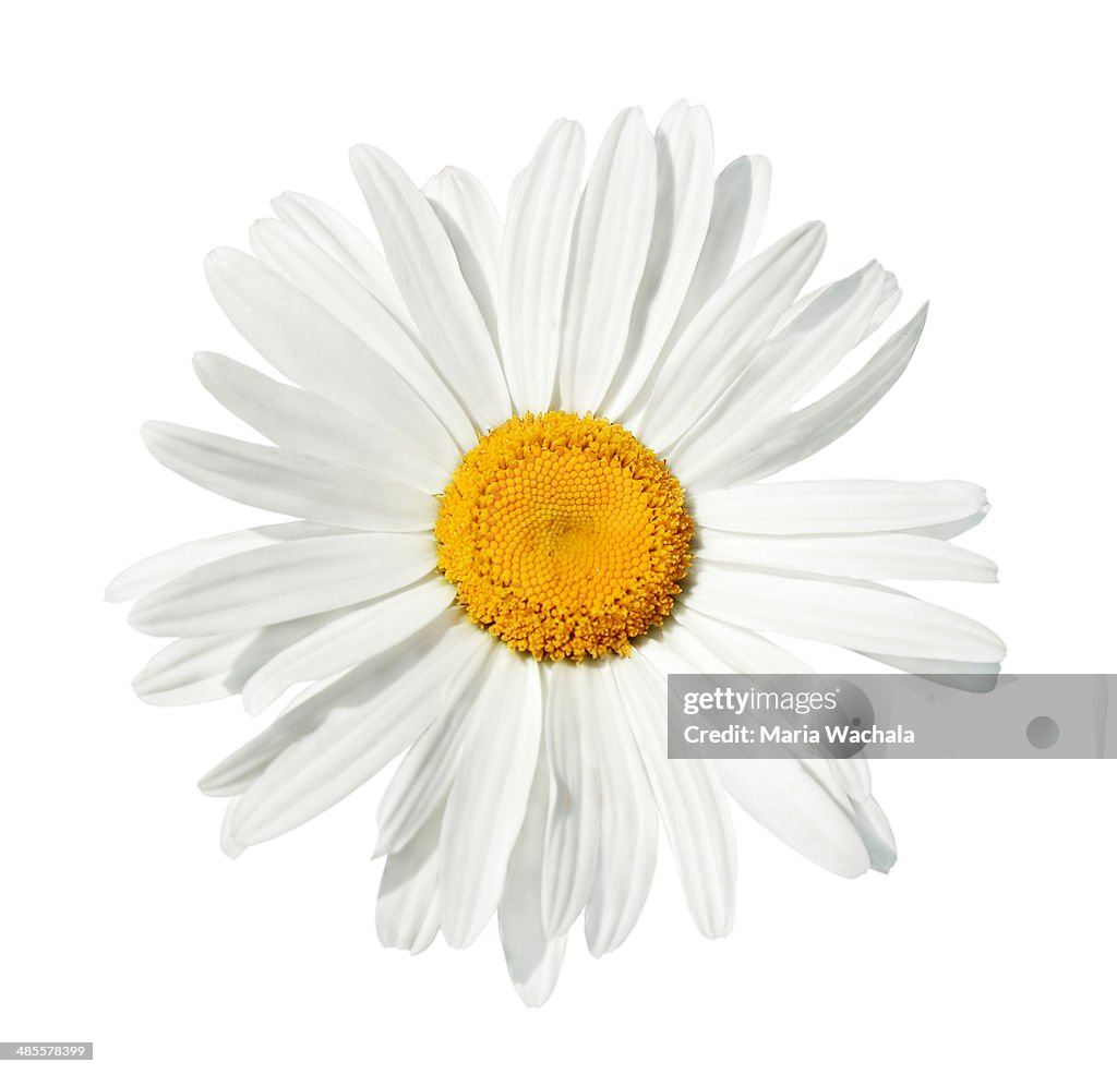 White daisy isolated