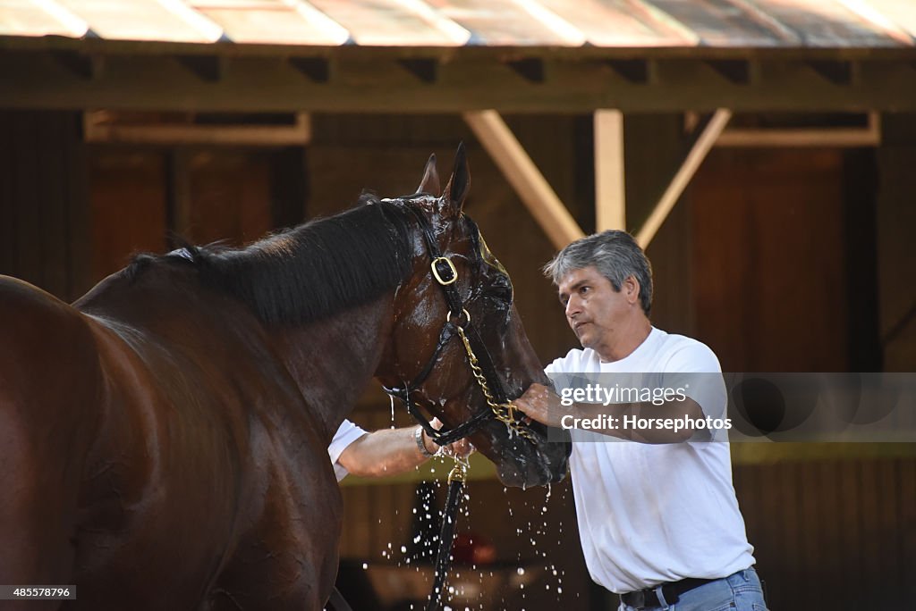 American Pharoah on Track at Saratoga Race Course