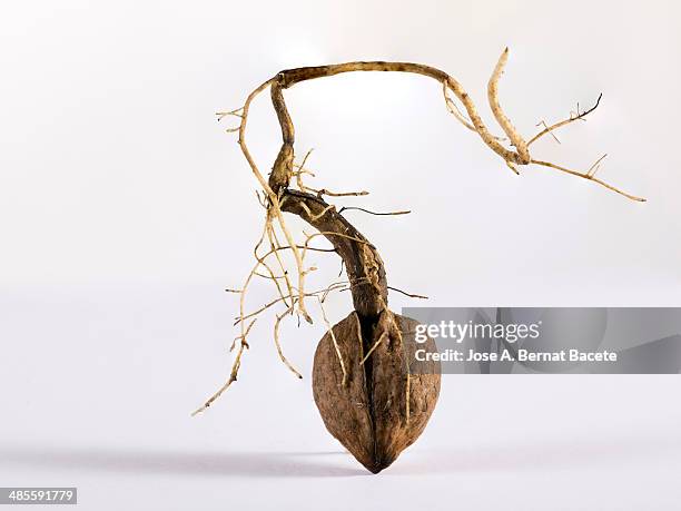 Walnut Deep Roots 189 Walnut Root Stock Photos, High-Res Pictures, and Images - Getty Images