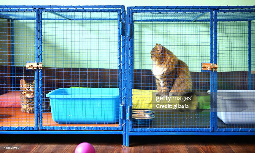 Two cats in cat shelter.