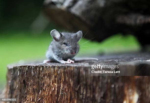 field mouse sitting on stump - feldmaus stock-fotos und bilder