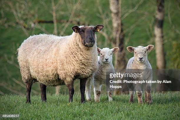 sheep and lambs - sheep ireland stock pictures, royalty-free photos & images