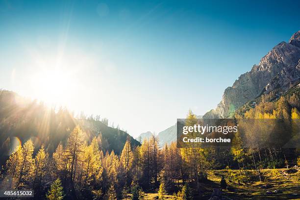 golden larch trees - day stock pictures, royalty-free photos & images