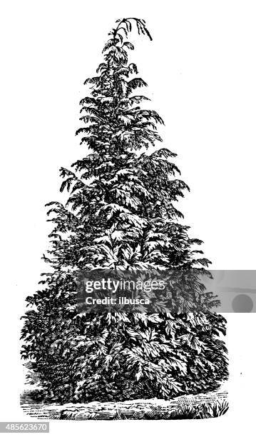 antike illustration chamaecyparis lawsoniana (port orford cedar, lawson cypress - cedar tree stock-grafiken, -clipart, -cartoons und -symbole