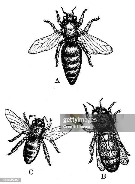 stockillustraties, clipart, cartoons en iconen met antique illustration of european honey bee (apis mellifera) - honey bee