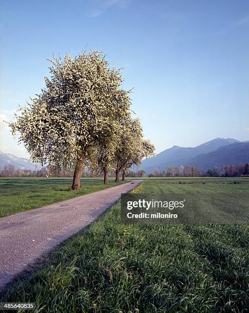 spring landscape - miloniro fotografías e imágenes de stock