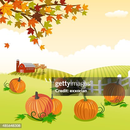 Pumpkin patch Pumpkin patch