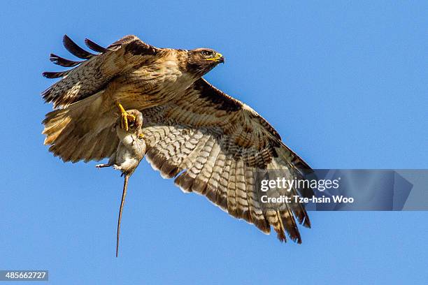 Flying Rat Photos and Premium High Res Pictures - Getty Images