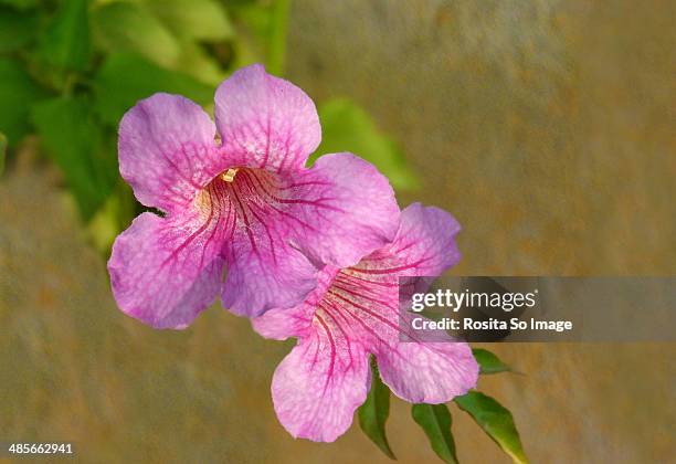 allamanda - mandevilla rosa fotografías e imágenes de stock