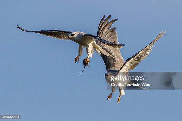 the female white-tailed kite was tryin - white tailed kite stock pictures, royalty-free photos & images