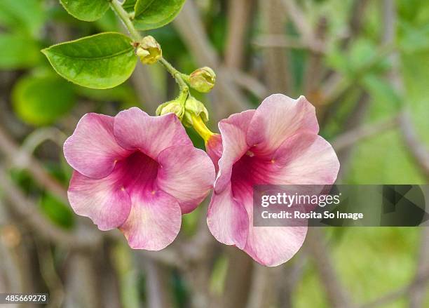 allamanda flower - pink allamanda bildbanksfoton och bilder