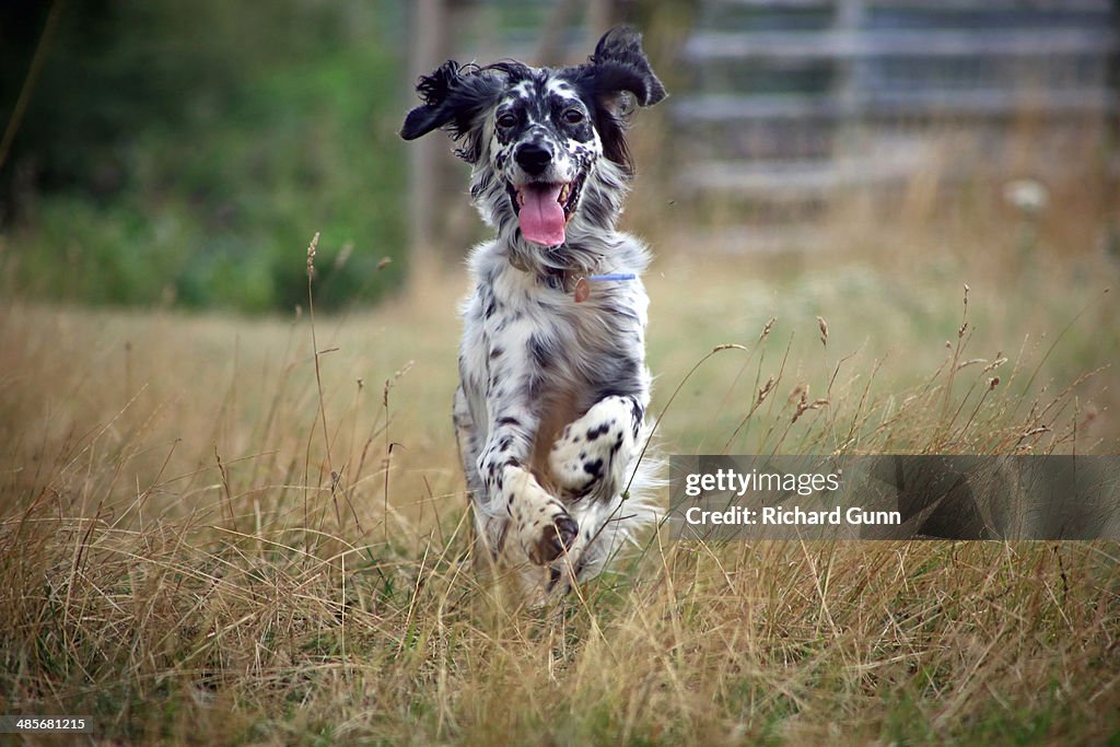 Running English Setter Dog