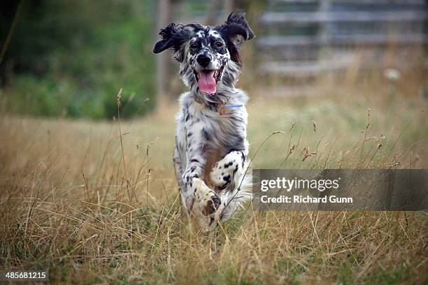 running english setter dog - setter inglês imagens e fotografias de stock