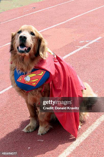 Shane a Golden Retriever from West Chester, PA attends the 2014 Woofin' Paws Pet Fashion Show at Carey Stadium on April 19, 2014 in Ocean City, New...