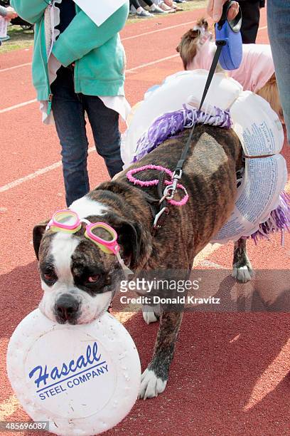 Franny a Bulldog from Yardley, PA attends the 2014 Woofin' Paws Pet Fashion Show at Carey Stadium on April 19, 2014 in Ocean City, New Jersey.