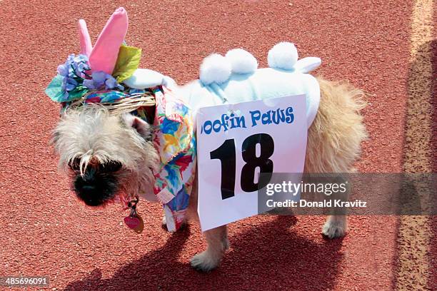 Tina a Poodle Pug from Ocean City, NJ attends the 2014 Woofin' Paws Pet Fashion Show at Carey Stadium on April 19, 2014 in Ocean City, New Jersey.