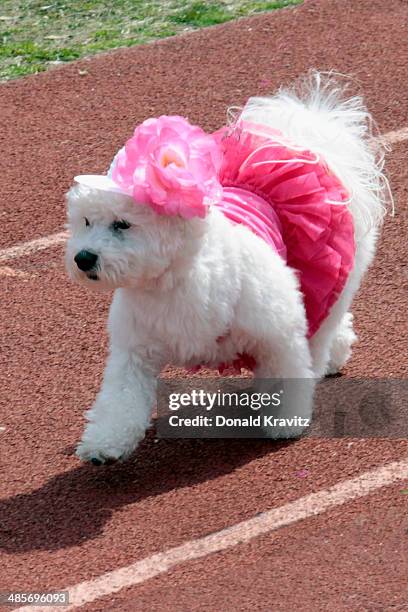 Mercy a Bichon -Shitzu from Galloway, NJ attends the 2014 Woofin' Paws Pet Fashion Show at Carey Stadium on April 19, 2014 in Ocean City, New Jersey.