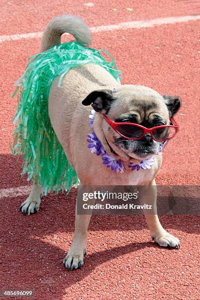 Lola a Chug from Margate, NJ attends the 2014 Woofin' Paws Pet Fashion Show at Carey Stadium on April 19, 2014 in Ocean City, New Jersey.