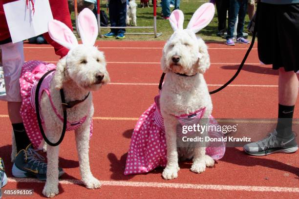 Grace and Ginger Golden Doodles from Pipersville, PA attends the 2014 Woofin' Paws Pet Fashion Show at Carey Stadium on April 19, 2014 in Ocean City,...