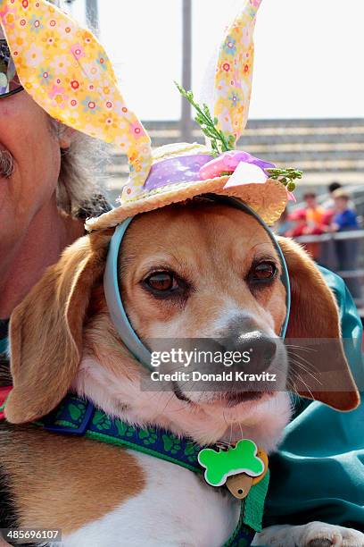 Colo, a Beagle from Somers Point, NJ attends the 2014 Woofin' Paws Pet Fashion Show>> at Carey Stadium on April 19, 2014 in Ocean City, New Jersey.