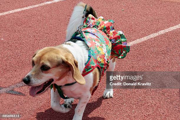 Colo a Beagle from Somers Point, NJ attends the 2014 Woofin' Paws Pet Fashion Show at Carey Stadium on April 19, 2014 in Ocean City, New Jersey.