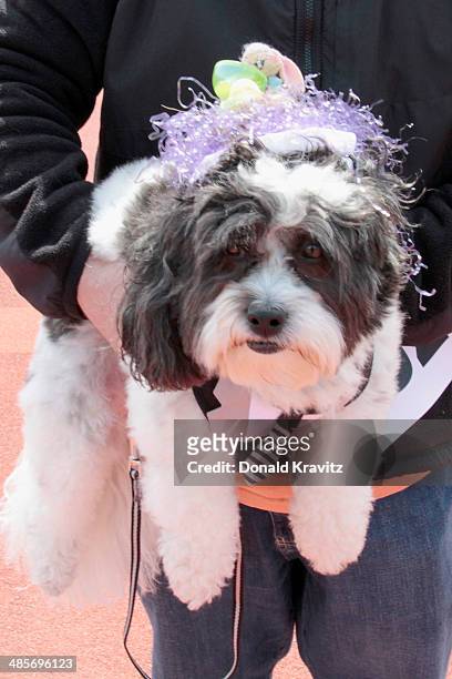 Shelby a Hava Poo from Atlantic City, NJ attends the 2014 Woofin' Paws Pet Fashion Show at Carey Stadium on April 19, 2014 in Ocean City, New Jersey.