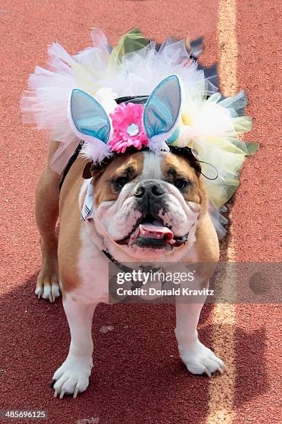 Winston, an English Bulldog from Galloway, NJ attends the 2014 Woofin' Paws Pet Fashion Show at Carey Stadium on April 19, 2014 in Ocean City, New...