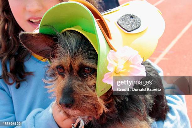 Lily, a Chorkie from Egg Harbor Township, NJ attends the 2014 Woofin' Paws Pet Fashion Show at Carey Stadium on April 19, 2014 in Ocean City, New...