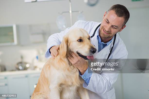 vétérinaire examiner un chien - veterinaire photos et images de collection