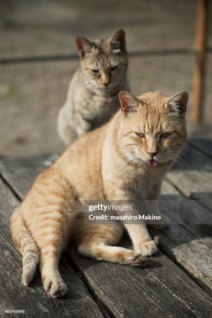 Cat Looking at camera