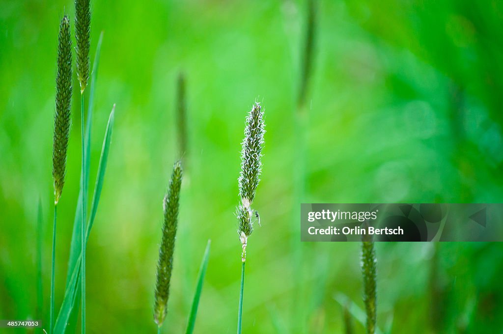 Green grasses stalks