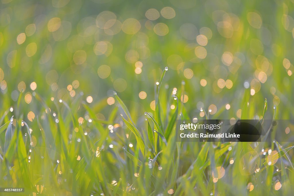 Dew Drops on Blade of Grain