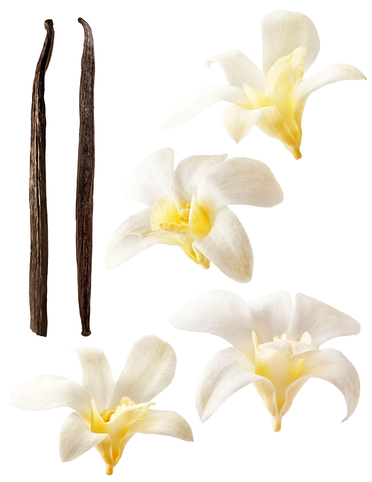 madagascar vanilla