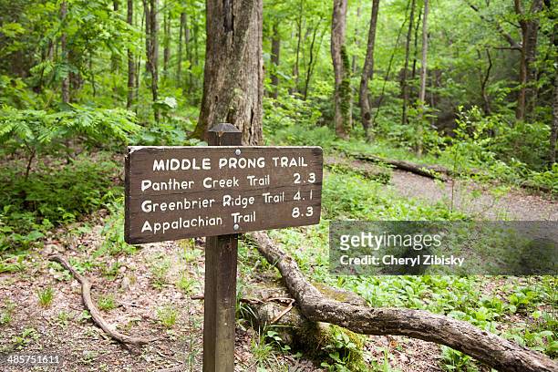 middle prong trail, great smoky mountains national - gatlinburg stock pictures, royalty-free photos & images