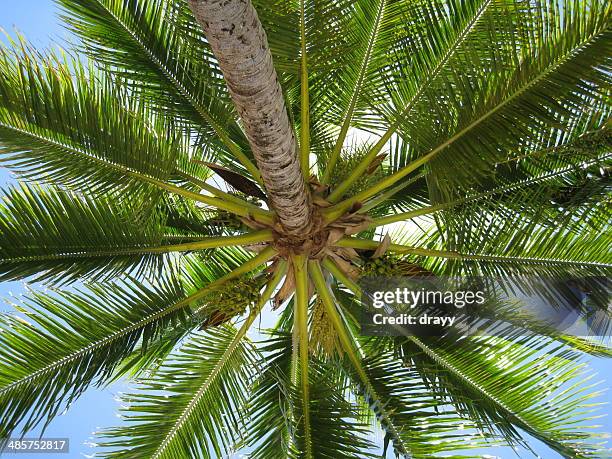 Dawa Tree 96 Fijian Bole Stock Photos, High-Res Pictures, and Images - Getty Images