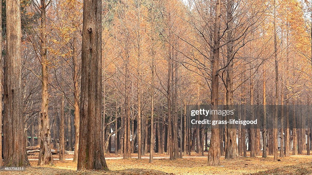 Autumn Scene in Namiseom