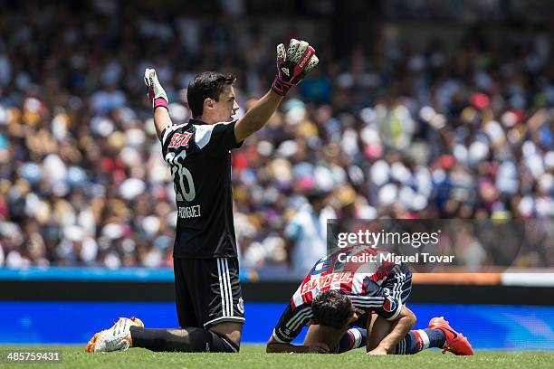 Antonio Rodriguez of Chivas reacts as his teammate grimaces in pain during a match between Pumas UNAM and Chivas as part of the 16th round Clausura...